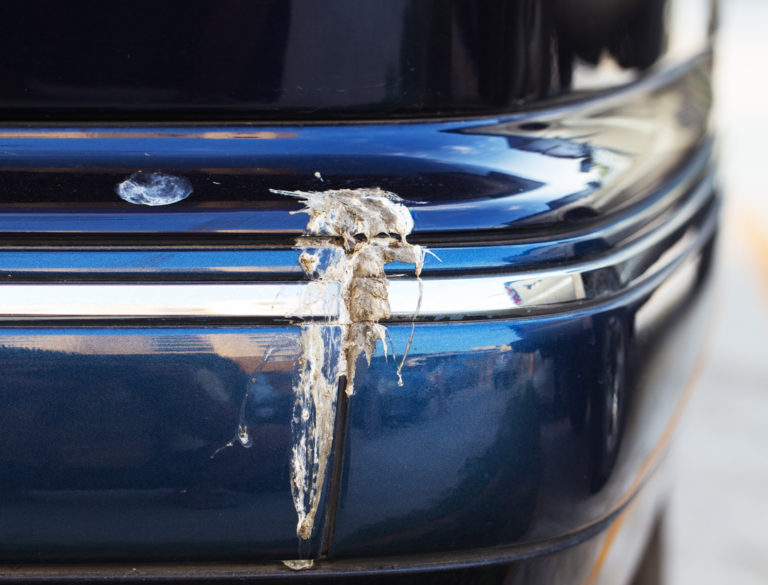 Bird and Bat droppings on car paint
